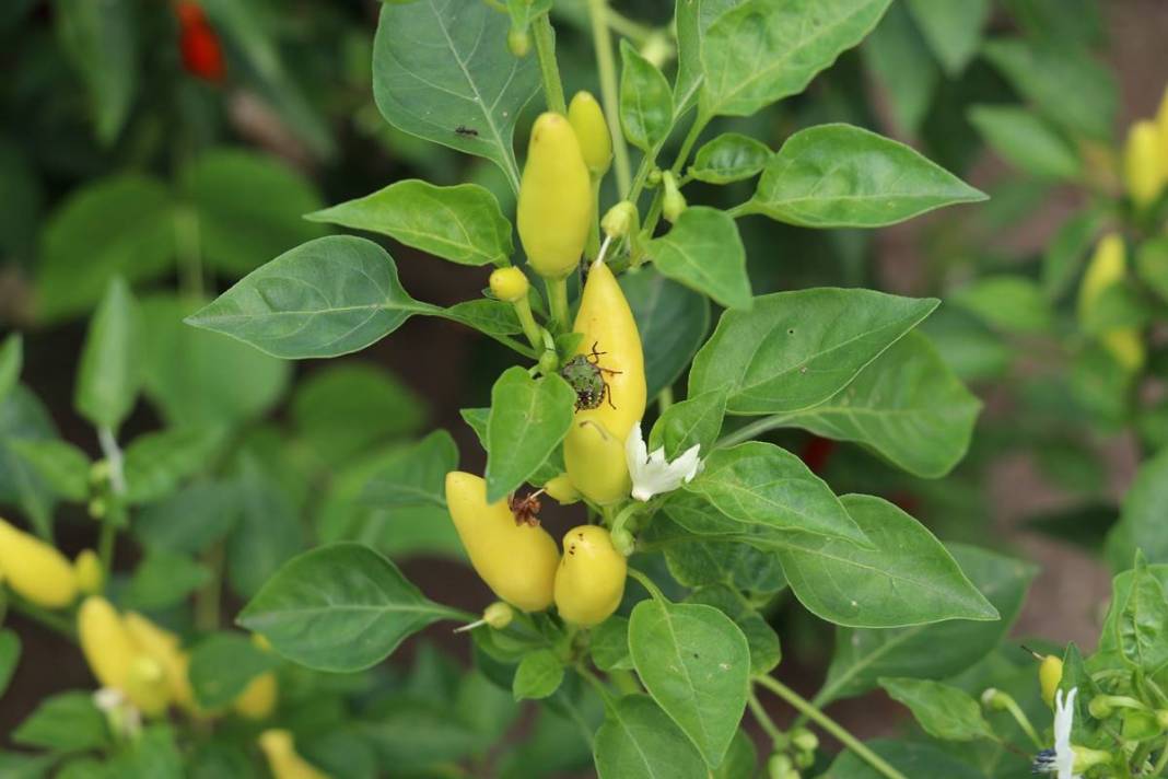 Samsun, Ordu, Sinop, Trabzon istila altında: Gördüğünüz yerde öldürün! Bu işin şakası yok, seferberlik ilan edilmeli! 34